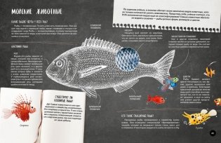 Что? Как? Почему? Мои первые знания про МОРЯ И ОКЕАНЫ (с постером) фото книги 7