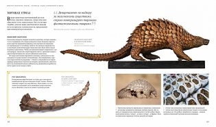 Фантастические твари. Природа чудес волшебного мира фото книги 2