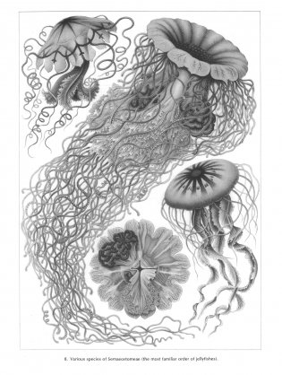 Art Forms in Nature фото книги 4