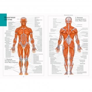 Атлас анатомии человека фото книги 3