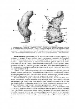 Основы колопроктологии фото книги 7