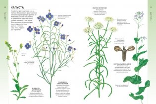 Всё о цветущих растениях, прекрасных и загадочных фото книги 7