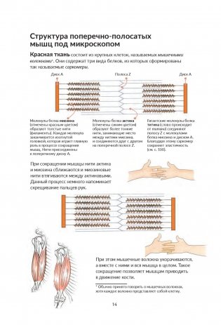 Анатомия йоги. Как работают мышцы фото книги 8