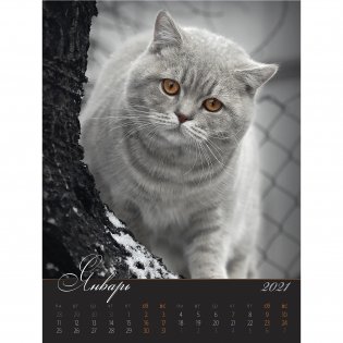 Загадочные кошки. Календарь настенный на пружине на 2021 год фото книги 3