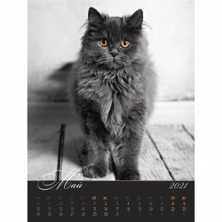 Загадочные кошки. Календарь настенный на пружине на 2021 год фото книги 5