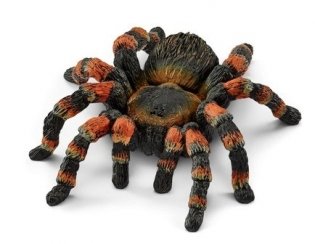 Паук-птицеед фото книги