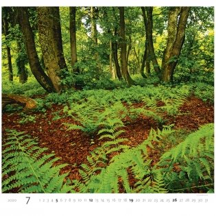 Forest (Лес). Календарь настенный на пружине на 2020 год фото книги 7