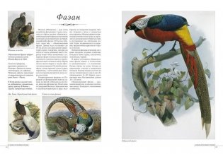 Самые красивые птицы фото книги 6