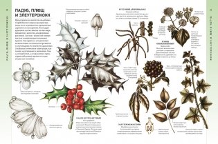 Всё о цветущих растениях, прекрасных и загадочных фото книги 2