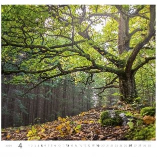 Forest (Лес). Календарь настенный на пружине на 2020 год фото книги 5