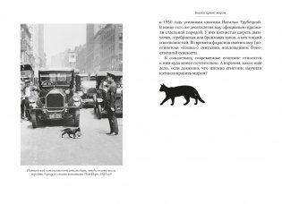 Кошки правят миром фото книги 11