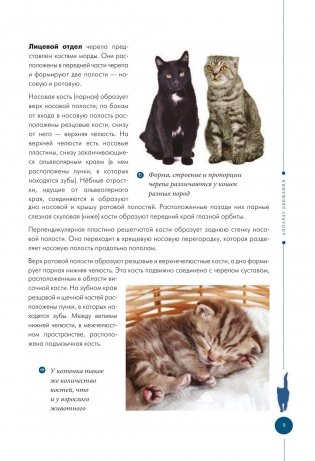 Здоровье вашей кошки фото книги 9