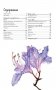 Основы ботанической живописи акварелью. Практические рекомендации и пошаговые описания фото книги маленькое 3