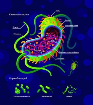 Иммунитет. Путешествие по загадочной системе фото книги 7