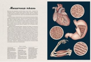 Анатомикум. Энциклопедия для детей фото книги 3