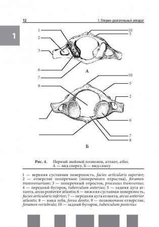 Анатомия человека. Полный компактный атлас фото книги 10