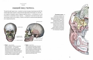 Анатомия. С иллюстрациями из классической «Анатомии Грея» фото книги 3