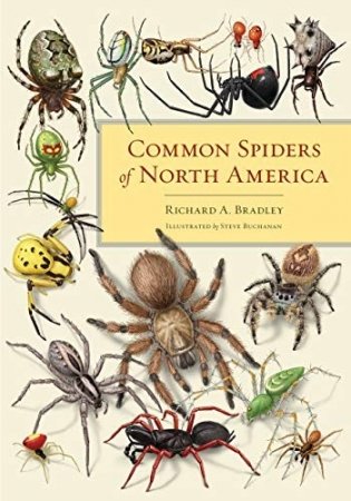 Common Spiders of North America фото книги