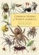 Common Spiders of North America фото книги маленькое 2