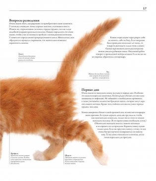 Все породы кошек фото книги 10