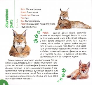 Беларускі лес фото книги 3