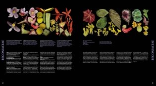 Атлас цветковых растений. 200 ботанических семейств в необычных ракурсах и мельчайших деталях фото книги 2