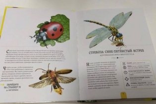 Насекомые. Энциклопедия, которая становится экзотической коллекцией насекомых фото книги 3