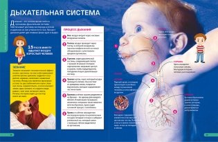 Человеческое тело. Энциклопедия для мальчиков и девочек фото книги 5