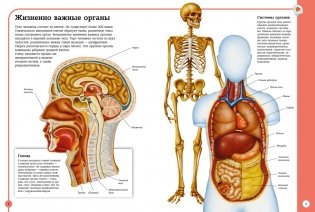 Первый атлас анатомии человека фото книги 4