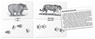 Окружающий мир. Зебра. Мир животных. Набор карточек фото книги 4