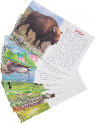 Обучающие карточки "Животные Северной Америки" фото книги 3