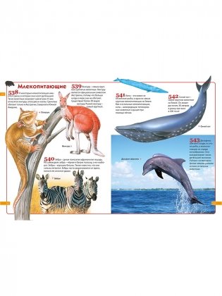 Детская энциклопедия. 1001 ответ на вопросы обо всём на свете фото книги 6