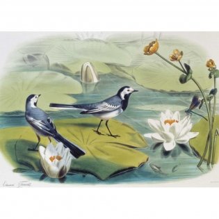 Самые красивые птицы. Иллюстрации Э. Травье фото книги 8