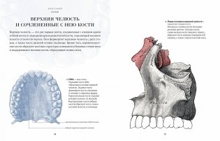 Анатомия. С иллюстрациями из классической «Анатомии Грея» фото книги 5
