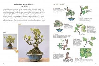 Bonsai master class фото книги 8