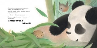 Малыш-панда потерялся фото книги 2