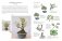 Bonsai master class фото книги маленькое 9