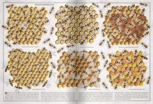 Пчелы фото книги 6