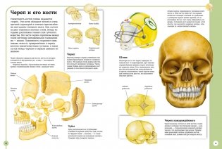 Первый атлас анатомии человека фото книги 6