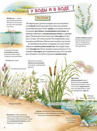Животные и растения рек, озёр и морей. BIObook А. Толмачёва фото книги 5