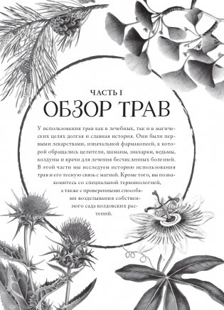 Колдовские травы. Ведьмовской путеводитель по тайным силам растений фото книги 15
