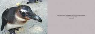 Пингвины. Важные и дружные фото книги 2