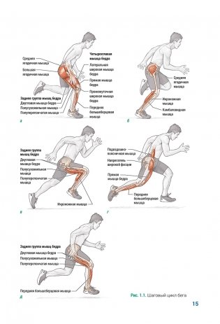 Анатомия плиометрики. Иллюстрированное руководство фото книги 7