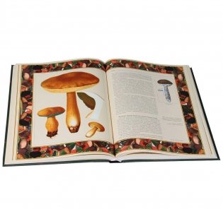 Русский лес: грибы и ягоды фото книги 2