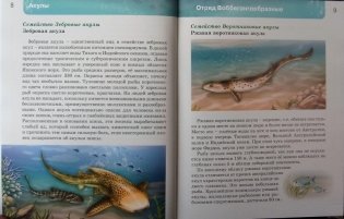 Акулы. Энциклопедия фото книги 6