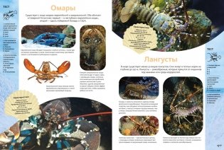 Животные морей и океанов. Большая школьная энциклопедия фото книги 4