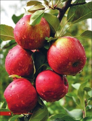 Яблони и груши. Секреты урожая от Октябрины Ганичкиной фото книги 4
