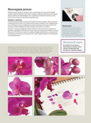 Основы ботанической живописи акварелью. Практические рекомендации и пошаговые описания фото книги 3
