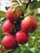 Яблони и груши. Секреты урожая от Октябрины Ганичкиной фото книги маленькое 5