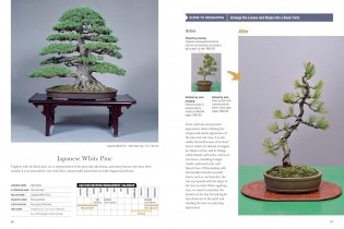 Bonsai master class фото книги 12